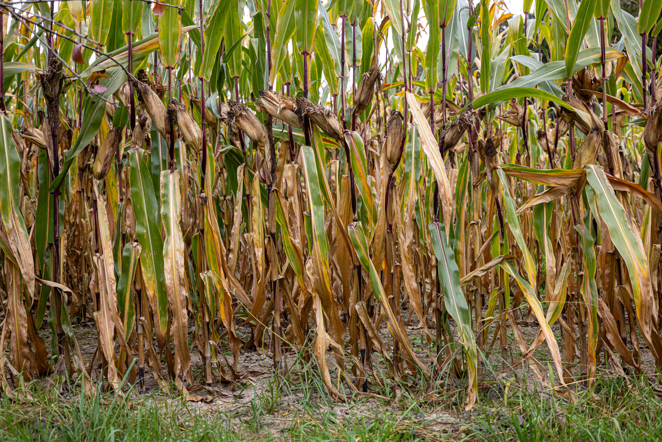 20231014123756 R5D 4113